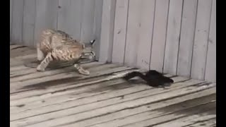 Bobcat vs squirrel