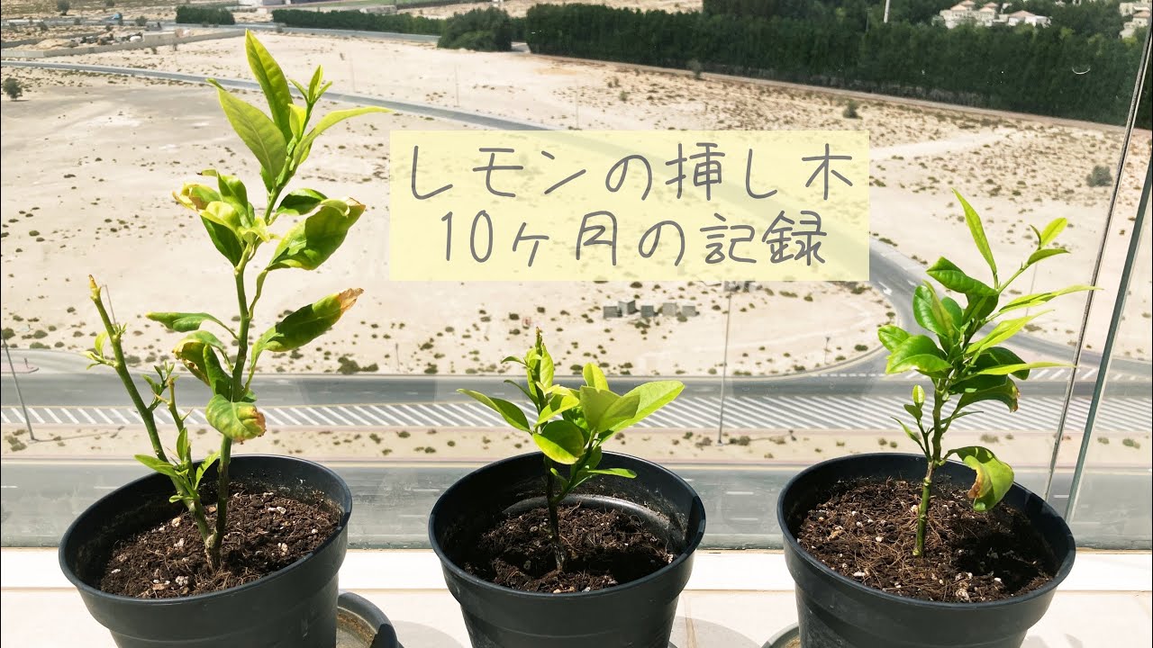 レモン栽培 初めての挿し木に成功しました 発根促進剤無しで挿し木に挑戦 Lemon Tree Cutting Youtube