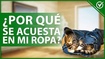 ¿A los gatos les gusta dormir sobre la ropa de sus dueños?