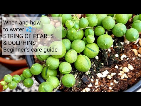 #59 String of pearls and string of dolphins, when to water and how to water COMPLETE CARE GUIDE