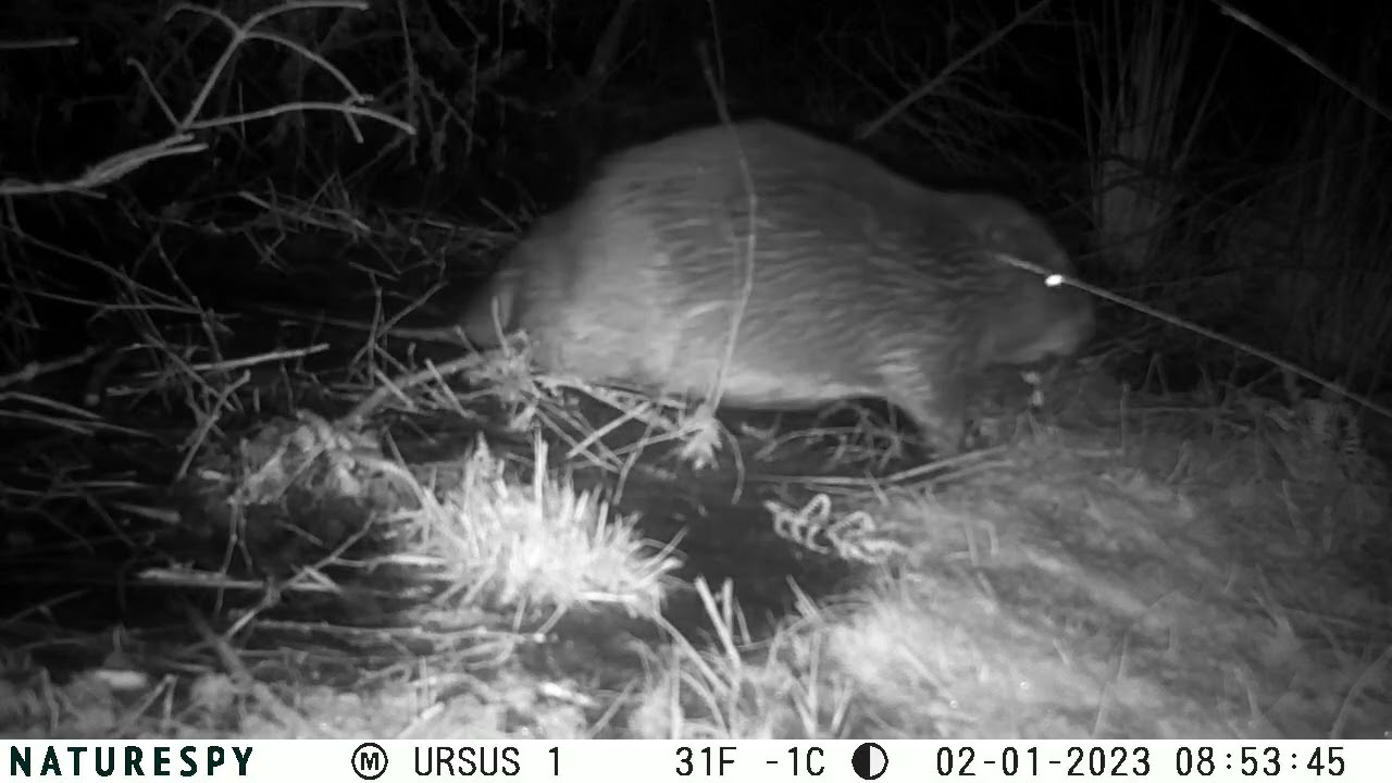 Beaver Disturbed by Unseen Presence