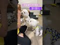 꼬질이몽이 간식받아먹기 개인기 #꼬질이몽스#꼬똥#비숑#꼬숑#개인기#강아지