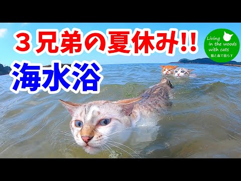 【３匹の猫と海水浴】夏休みを満喫！海で泳いできました!!