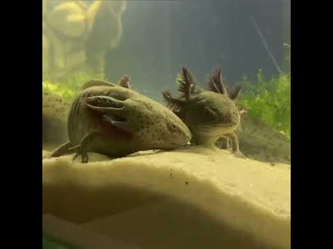 Аксалотли - YouTube