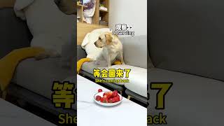 [Wangzai Is Busy🐶] He's A Smart Dog, But Just A Little Bit Smarter
