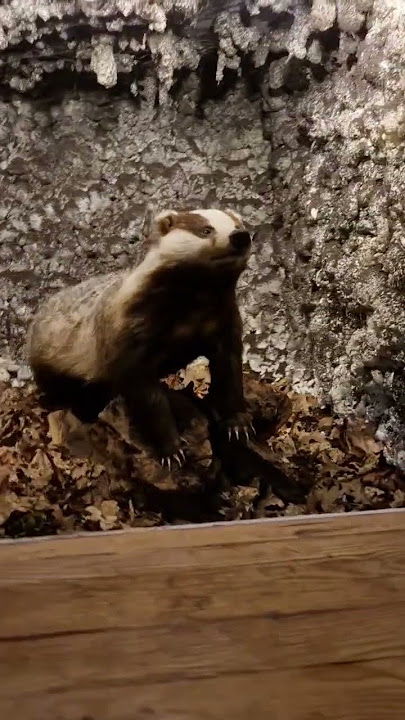 Wild im Wald der Europäischer Dachs