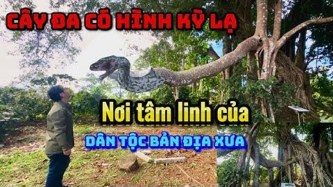 Thử Leo lên cây đa hơn 200 tuổi với hình thù kỳ dị nơi người dân tộc thờ cúng hàng năm