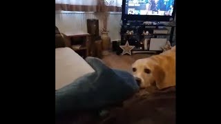 Labrador Puppy Defending Himself Against A Shark Attack