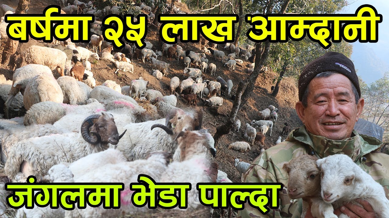 जंगलमै बसेर बर्षमा २५ लाख कमाउने गोठालो दाई ! जंगलमा पाल्छन् डेढ करोडको भेडा ||kiranpaudel