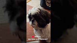 Jellino, we love you forever! #shihtzu #shihtzupuppies #funnydogs #doglover