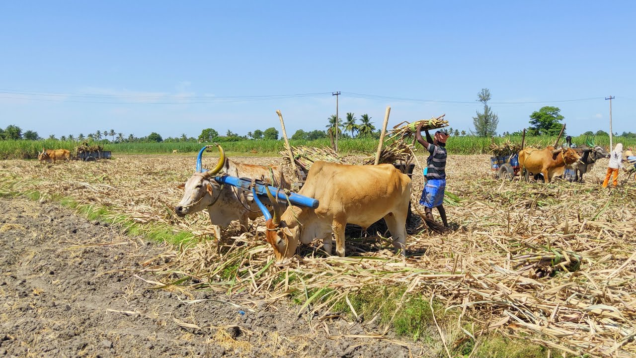 Bullock Cart Sugarcane Loading