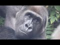 何かを訴えるような瞳で、父親の顔を見つめるゲンタロウ⭐️ゴリラGorilla【京都市動物園】