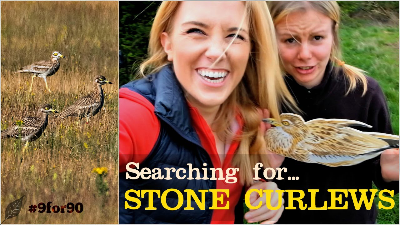 Searching for STONE CURLEWS | Maddie and Norfolk Wildlife Trust