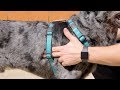 How to Measure and Fit the PetSafe® 3 in 1 Dog Harness