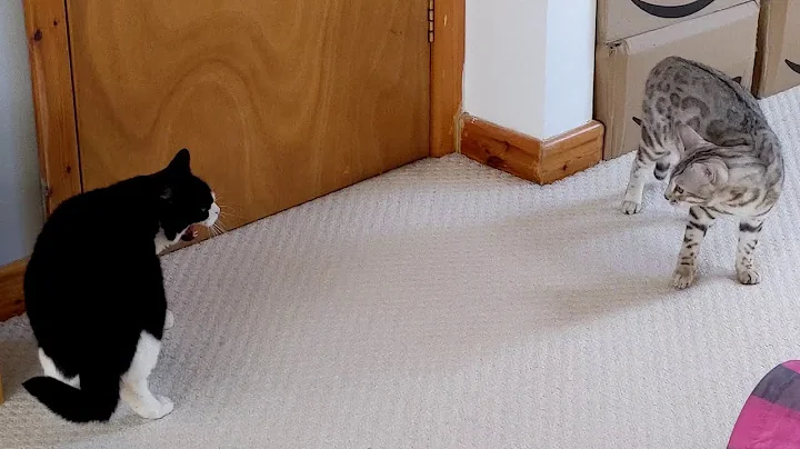 Video 601471: bengal cat kitten, silver male bengal kitten, brown female bengal kitten, white male cat