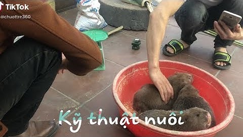 Dúi trung quốc | Dúi mốc đại | Kỹ thuật nuôi dúi đỉnh cao | Chuột Tre 360
