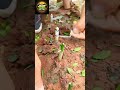 Citrus Grafting Ka Perfect Method | Nursery Wale Secret Trick 😱 #gardeningtips #gardening #gardenin