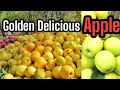Pakistan apple yellow apple golden apple Golden Delicious #goldenapple #yellowapple #goldendelicious