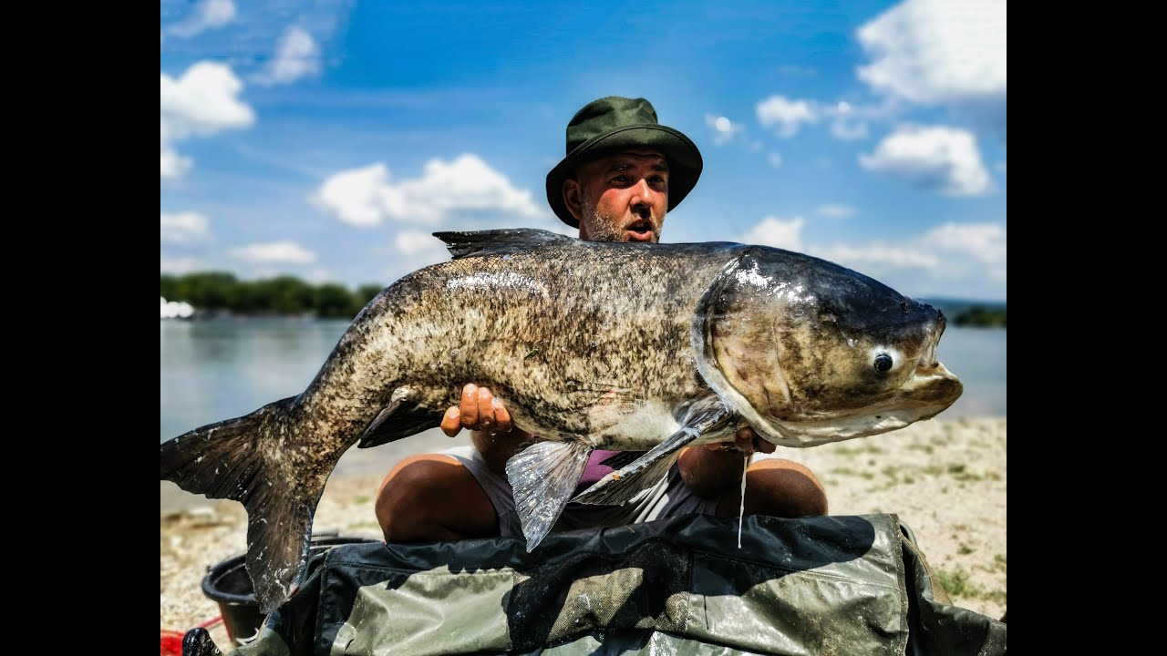 Eredményes busa horgászat titkai.(Pilismarót) Két jó fej Bogyóka = nagy busa a szatyorba