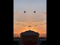 Volando #volando  #golondrinas #aves #pajaros #birds #birdsounds #birdsong