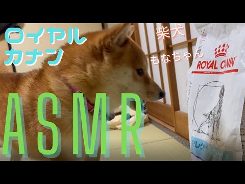 柴犬/shiba inu　ASMR　咀嚼音　　ロイヤルカナン　セレクトスキンケア