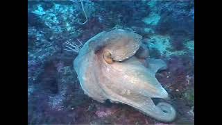 FONDOS MARINOS DE LA RESERVA NATURAL ISLAS MEDAS CON UNISUB ESTARTIT