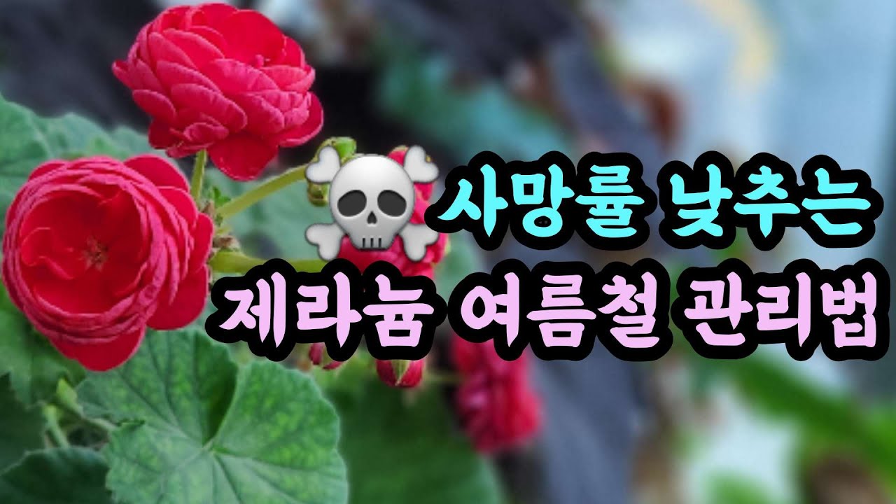 사망률 낮추는 제라늄 여름철 관리법, 제라늄이 안이쁠땐 칼라디움~