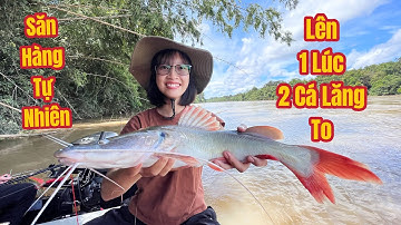 Săn Hàng Tự Nhiên - Bắt Gọn 2 Cá Lăng To