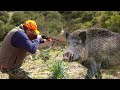 Chasse sanglier au maroc  wild boar hunting 2023 zemour