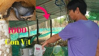 Ông Chủ Trang Trại Vịt Bị Rắn Hổ Mang Tấn Công (Duck owner was attacked by cobra)