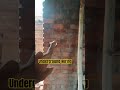Shaky underground wiring# #newsong #like #viralvideo #shorts #short #youtubeshorts