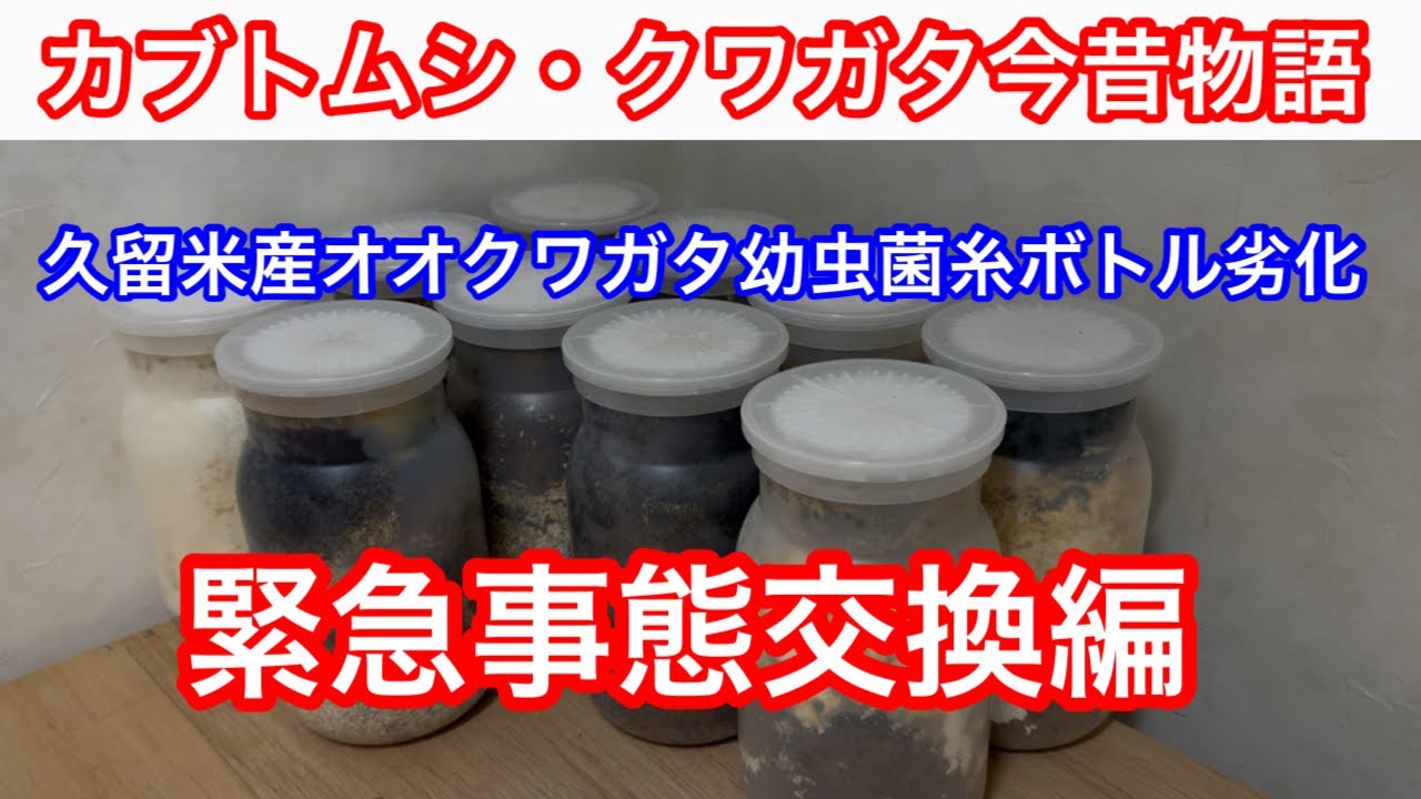 久留米産オオクワガタ幼虫菌糸ボトル劣化　緊急事態交換編