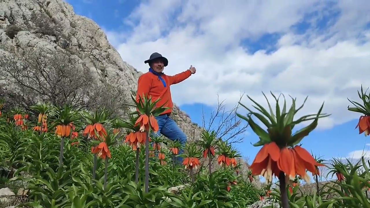 Kahramanmaraş Afşin ters laleler