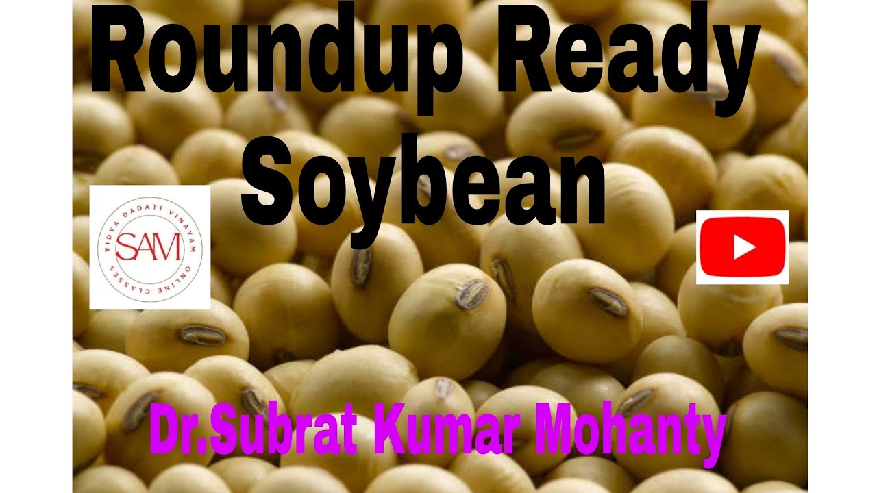 Roundup Ready Soybean sambiologyclass9037 YouTube