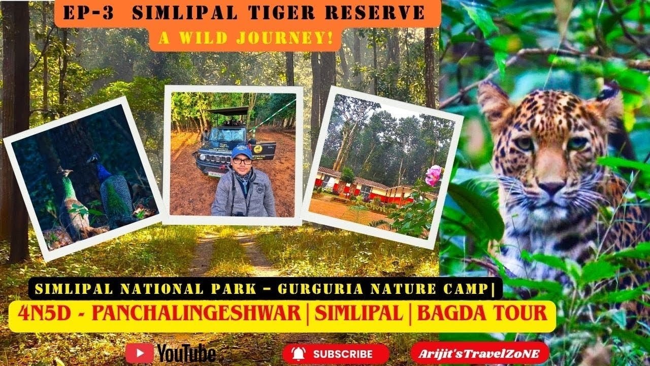 Simlipal Tiger Reserve I Jungle Safari | Gurguria Nature Camp | Waterfalls | Wild Odisha Adventure!