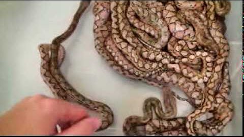 Platinum Reticulated Pythons