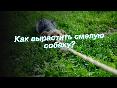 Как вырастить смелую собаку?