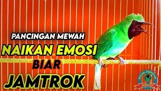 Pancingan Cucak Ijo Gacor Isian & Tembakan Rapat! Ijo Yang Muda & Dewasa Langsung Emosi Bisa Jamtrok