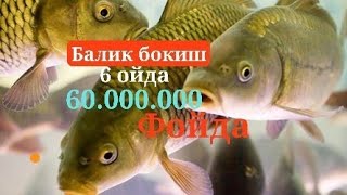 Балик бокиш 6 ойда йетиштириш маслахат Тел +9988