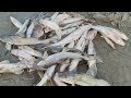 Chote jaal se Bhut sari machli pakna hua aasan || Net fishing video