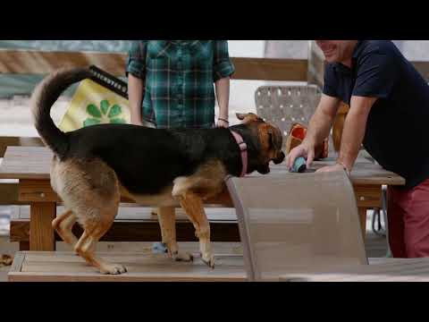 Houston bar owners launch a beer for dogs!