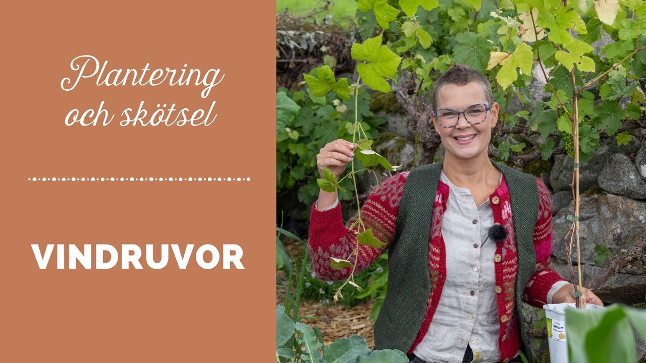 Plantering och skötsel av vindruvor