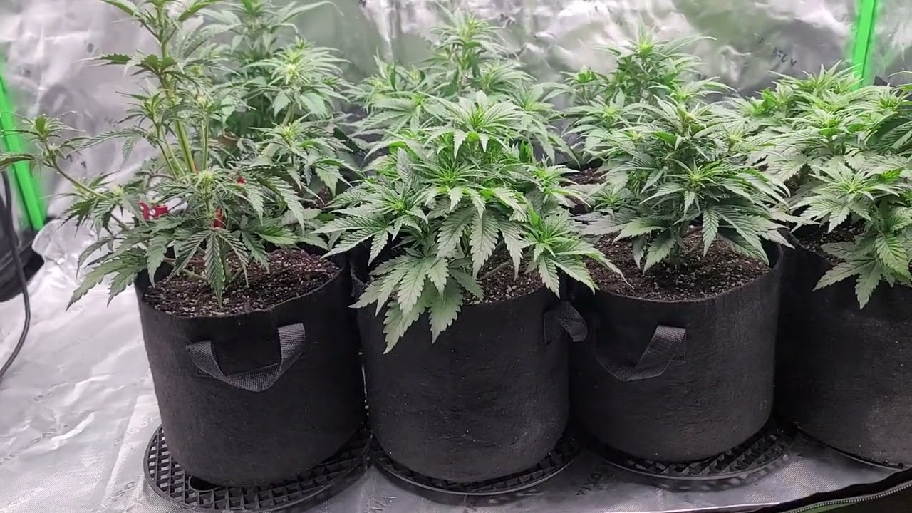 42 Fast Buds RF3 Mix Pack at day 30 