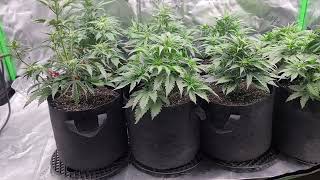 42 Fast Buds RF3 Mix Pack at day 30 