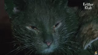Cat Ruined With Paint On The Inside And Outside | Animal in Crisis EP3 Cat Ruined With Paint On The Inside And Outside | Animal in Crisis EP3