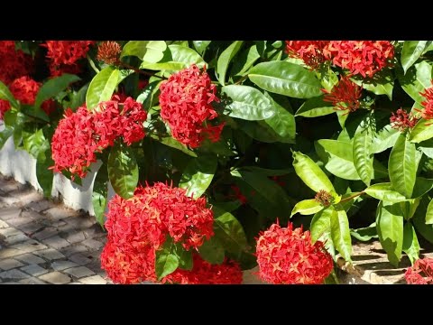 10 motivos com dicas para se ter uma IXORA em CASA!!! - thptnganamst.edu.vn