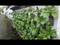 cara menanam pakcoy di botol bekas (semai sampai panen) || how to plant the chaps in used bottles