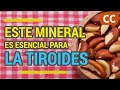 ESTE MINERAL ES ESENCIAL PARA LA TIROIDES | Ciencia de la Comida