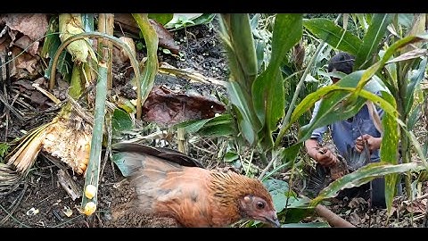 cuab qaib qus los noj pob kws hauv teb mag zoo kawg