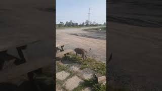 Dk Poster Boy Finishing Grading